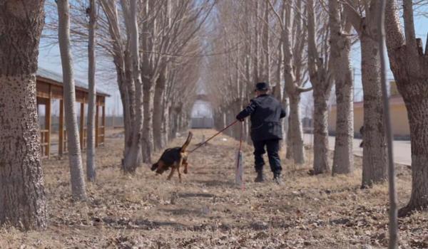 三角洲哪里能买到寻血猎犬（三角洲寻血猎犬哪里卖得正宗？）